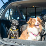 3 dogs in boot of car travelling with mesh dog guard